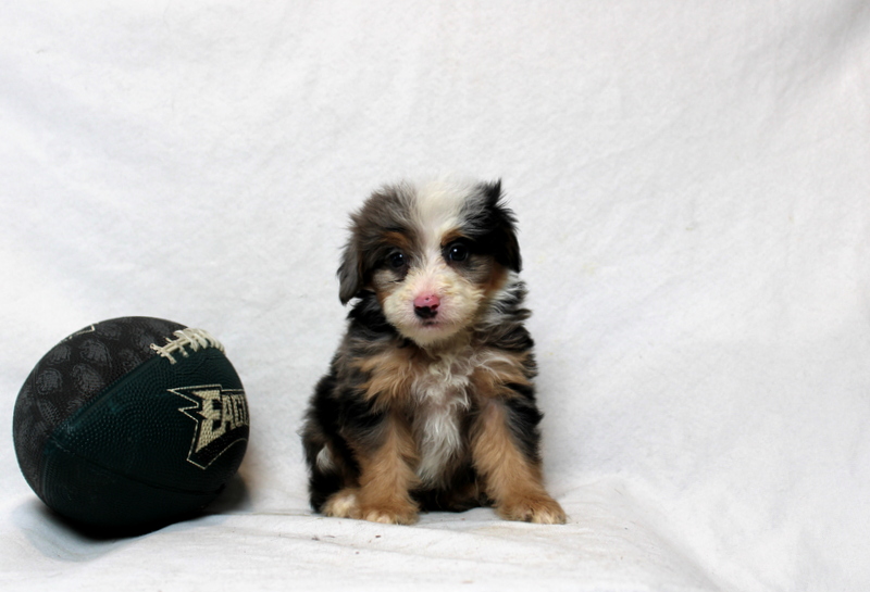 puppy, for, sale, Mini Bernedoodle F2, Matthew B. Stoltzfus, dog, breeder, Gap, PA, dog-breeder, puppy-for-sale, forsale, nearby, find, puppyfind, locator, puppylocator, aca